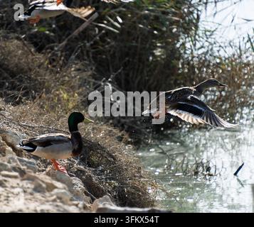 Anatra femmina che decolla da un ruscello scintillante mentre un maschio è fermo sulla riva. Foto Stock