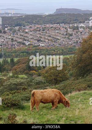 Mucca delle Highlands scozzese sulle Pentland Hills con lo skyline di Edimburgo sullo sfondo alla fattoria di Swanston, Scozia. Foto Stock
