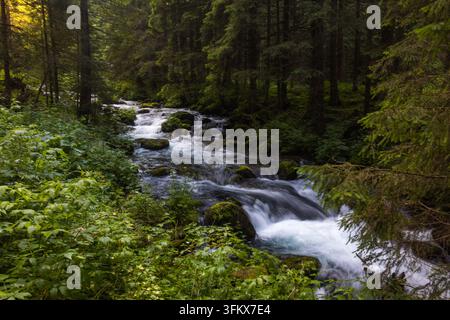 Lungo esposizione setosa di un ruscello di montagna che scorre attraverso una foresta verde nelle Tatras Foto Stock