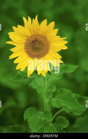 I petali gialli vivaci e il centro strutturato di un girasole si stagliano su foglie verdi serene e uno sfondo sfocato Foto Stock
