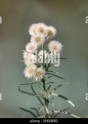 Prima vista delle teste floreali di Erigeron bonariensis (flaxleaf fleabane) con teste di semi bianche e soffice e foglie verdi su uno sfondo sfocato morbido. Foto Stock