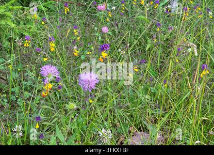 Vibranti fiori di scabiosa viola & varie fiori selvatici in fiore in un prato rigoglioso. Vilovi, Serbia Foto Stock
