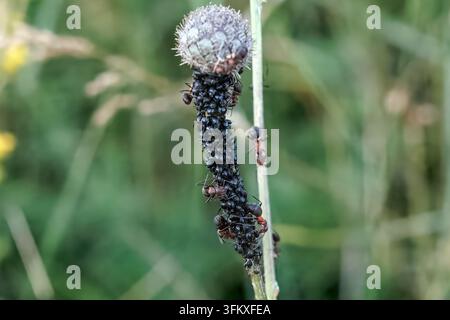 Formiche che curano una colonia di afidi sullo stelo di una pianta di knapweed per raccogliere la melata in un campo, Vilovi, Serbia Foto Stock