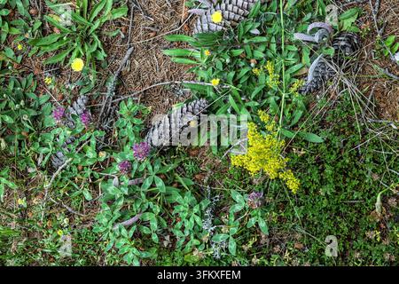 Una vista ravvicinata di fiori selvatici autoctoni, tra cui la spiga di donna e le pigne sparse sul suolo della foresta, Vilovi, Serbia Foto Stock