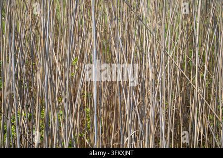 Steli di giunchi secchi e densi che formano una texture verticale naturale con germogli verdi sparsi Foto Stock