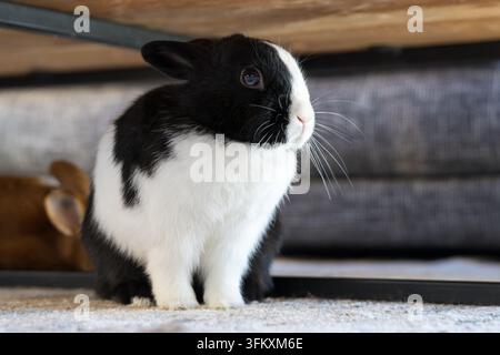 Coniglio olandese bianco e nero seduto su un tappeto sotto un tavolo in un soggiorno. Un secondo coniglio Satin marrone è leggermente sfocato in secondo piano. Il Foto Stock