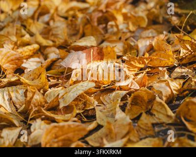 Bellissimo tappeto naturale di fogliame giallo secco sul terreno in una giornata soleggiata. Atmosfera di ottobre, illuminazione calda, toni dorati vibranti e arancio brillante, layout pulito, spazio di copia per il design stagionale Foto Stock