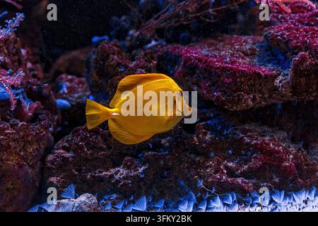 Scatto subacqueo di pesci Zebrasoma flavescens in primo piano Foto Stock