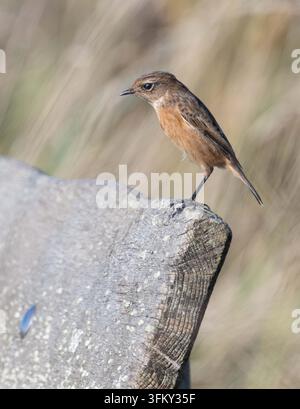 Saxicolò Saxicola torquata Thursley Common Surrey Foto Stock