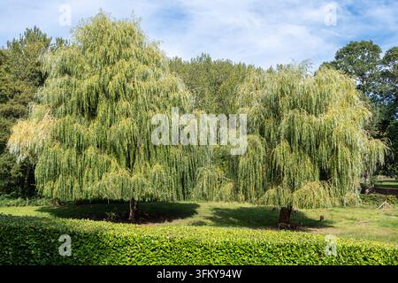 Due grandi salici piangenti (Salix babylonica) in un campo che forniscono ombra a poche pecore, Inghilterra, Regno Unito Foto Stock
