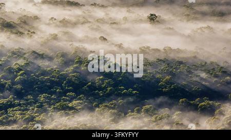 Nebbia mattutina e raggi di sole che filtrano attraverso la chioma degli eucalipti nella valle di Megalong, Parco Nazionale delle Blue Mountains, NSW, Australia. Foto Stock