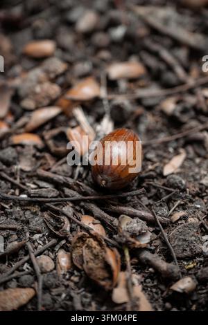 Monete di ghianda sparse su un terreno boschivo naturale tra foglie di quercia cadute, ramoscelli e vegetazione forestale in autunno Foto Stock