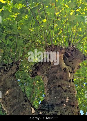 Tronco robusto con foglie di acero verdi nella chioma boschiva illuminata dal sole nei giorni estivi Foto Stock