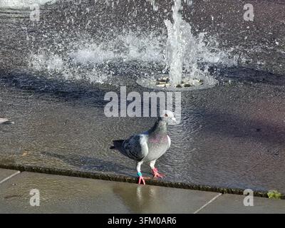 Piccione selvatico che cammina vicino a una fontana che schizza su un pavimento di pietra bagnato in piazza cittadina Foto Stock