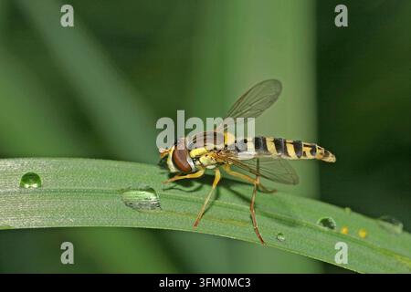 Mosca volant comune Sphaerophoria scripta su una foglia d'erba con gocce di rugiada Foto Stock