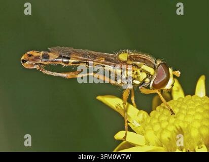Moscato volante comune Sphaerophoria scripta maschio Foto Stock