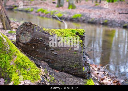 Pezzo di tronco muschioso sul bordo di un fiume in inverno, primo piano Foto Stock
