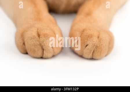 Primo piano di zampe di gatti domestici su sfondo bianco. Una foto macro dettagliata con un'enfasi sulla texture della pelliccia, sull'illuminazione soffusa e sul minimal Foto Stock