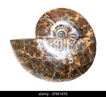 Campioni minerali da collezione geologica - fossile di ammonite lucidato isolato su sfondo bianco del Madagascar Foto Stock