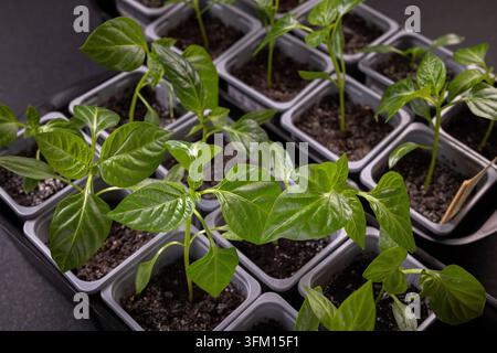 Piccoli germogli di peperoni verdi crescono con audacia in piccoli vasi quadrati di plastica, pronti per il trapianto, simboleggiando nuovi inizi, giardinaggio e una vita sana e sostenibile Foto Stock