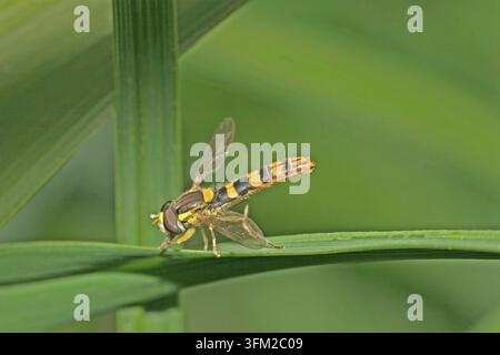 Moscardino comune Sphaerophoria scripta, maschio Foto Stock