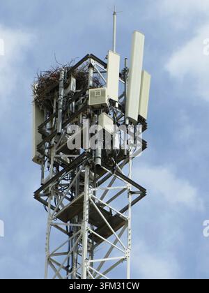 Nido di uccello costruito in cima a una torre di telecomunicazione contro un cielo blu Foto Stock