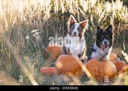 Due Border Collie in posa insieme tra zucche arancioni su un prato autunnale Foto Stock