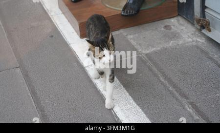 Gatto randagio bicolore tabby che cammina con sicurezza lungo una linea bianca dipinta sul marciapiede di un negozio a Istanbul Foto Stock