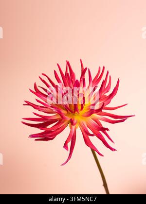 Vibrante fiore di dalia rosa con centro giallo su sfondo rosa morbido Foto Stock
