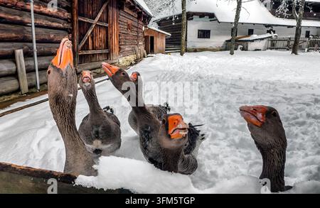 Gruppo di oche domestiche in piedi nella neve profonda accanto a tradizionali edifici agricoli in legno, creando una scena invernale rurale autentica con animali da allevamento Foto Stock