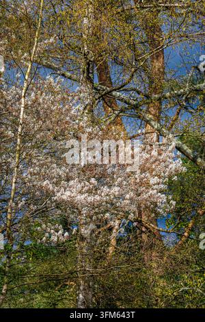Un albero di Amelanchier lamarckii con fiori bianchi in primavera in un giardino nel Surrey, sud-est dell'Inghilterra Foto Stock