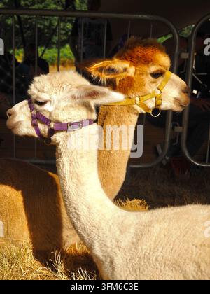 Primo piano della testa e del collo di due alpaca alla luce del sole, che si allontanano l'una dall'altra. Una è bianco sporco, l'altra di un colore marrone chiaro. Foto Stock