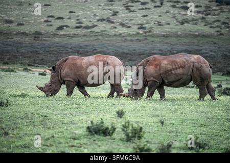 Due rinoceronti bianchi che pascolano pacificamente in un campo rigoglioso, evidenziando la conservazione della fauna selvatica Foto Stock