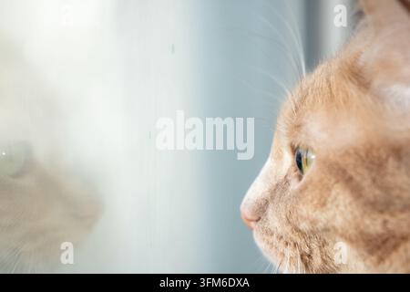 Gatto tigrato zenzero che guarda fuori dalla finestra con il suo riflesso visibile nel vetro. Foto Stock