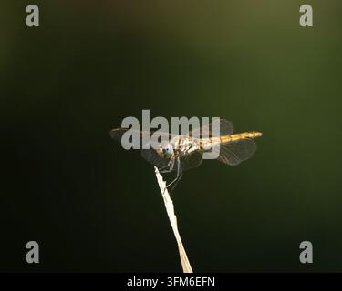 Una libellula Violet Dropwing femmina esibita su un rametto nella Grecia settentrionale Foto Stock
