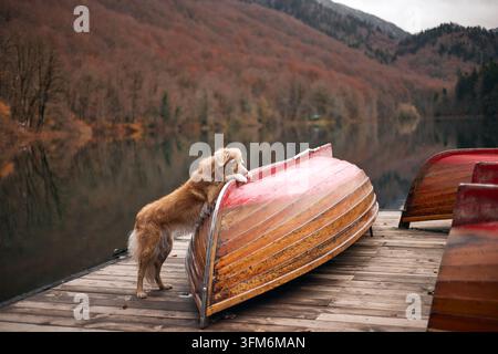 Un Nova Scotia Duck Tolling Retriever si bilancia sul bordo di un molo accanto a una canoa. L'acqua riflette colline e colori autunnali. Foto Stock