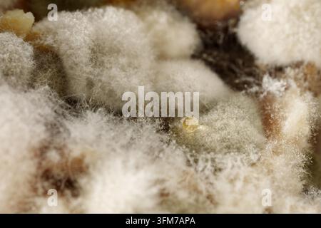 Macro estrema di una texture di muffa bianca vellutata con una goccia di liquido ambrata. Foto Stock