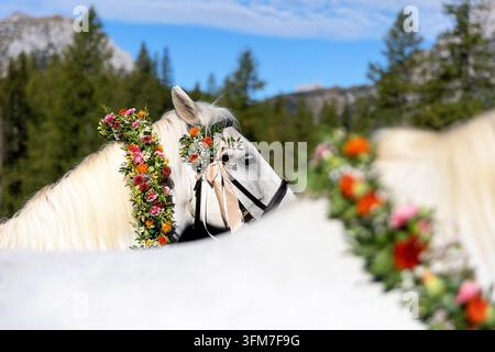 Due bellissimi cavalli Lipizzani bianchi adornati di collari floreali festosi in piedi con orgoglio su un tranquillo pascolo alpino ai piedi del Dachstein, Austria. Foto Stock