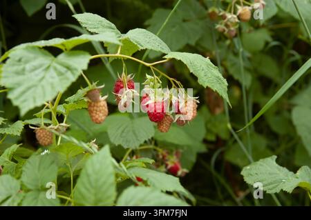 Framboise rosse mature e verdi immature crescono su un ramo di lampone frondoso con messa a fuoco selettiva e uno sfondo verde sfocato. Foto Stock