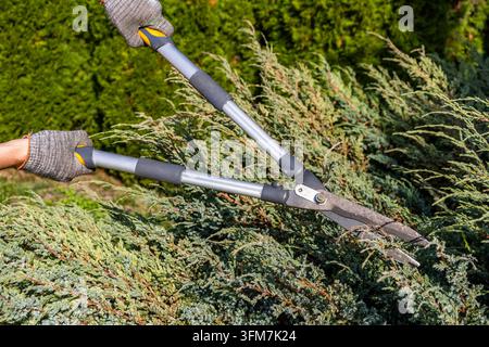 Mani guantate usano potenti cesoie da siepe in metallo per potare il fogliame verde su un arbusto ornamentale durante la manutenzione esterna di routine. Foto Stock