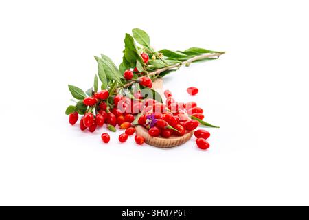 Bacche di goji fresche con foglie verdi su sfondo bianco . Foto Stock