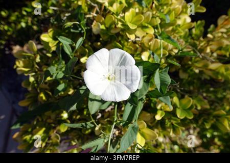 Fiore singolo piccolo bianco di Convolvulus Arvensis (Convolvolo dei campi) cresciuto in un giardino di campagna greco, Katelios, Cefalonia, Grecia, UE Foto Stock