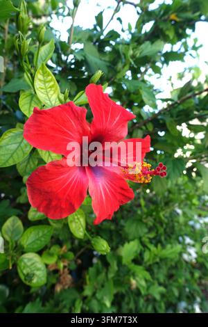 Fiore unico di Ibisco cinese rosso 'Rosa-Sinensis' (Brillante) coltivato in un giardino di campagna greco, Katelios, Cefalonia, Grecia, UE Foto Stock