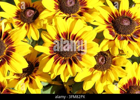Rudbeckia hirta 'Tiger Smileyz' (Serie Smileyz). Primo piano visto dall'alto del fiore di coneflower occhio nero con petali giallo brillante striati di cioccolato Foto Stock