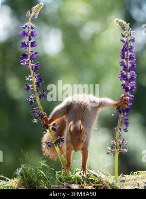 scoiattolo rosso sta scendendo da tra fiori lupino Foto Stock