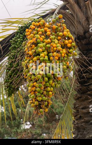 Grappolo di datteri in maturazione che crescono su una palma a Batumi, Georgia, mostrando frutti subtropicali nel clima costiero del Mar Nero. Foto Stock