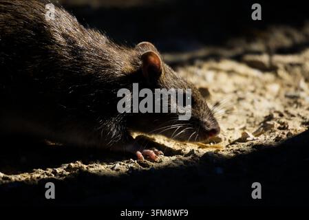 Primo piano del profilo di un ratto marrone (Rattus norvegicus) che cerca cibo su terreno sabbioso, evidenziato da una luce calda drammatica e da un contrasto profondo tra ombre e luci Foto Stock