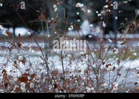 Primo piano di rami di Symphoricarpos albus con bacche bianche decorative in una fredda giornata invernale nella regione subartica. Foto Stock