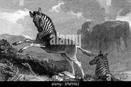 Un'incisione che raffigura il Quagga (Equus quagga quagga), una sottospecie estinta di zebra delle pianure un tempo nativa del Sudafrica. Nativi del Karoo e della parte meridionale dello Stato Libero dell'Orange, questi animali erano un tempo comuni ma furono cacciati senza sosta dai coloni europei per la loro carne e le loro pelli. Questa rappresentazione cattura la specie in un habitat montuoso impervio diverse decenni prima che venisse spinta all'estinzione in natura. 1815. Foto Stock