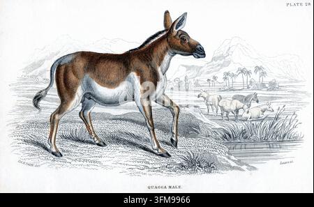 Un'incisione colorata a mano intitolata "Quagga Maschio" secondo un disegno del Tenente-Colonello Charles Hamilton Smith (1776–1859). Incisa da W.H. Lizars (1788–1859) e pubblicata come Tavola 29 a Londra, l'illustrazione raffigura il mammifero estinto del Sudafrica ('Equus quagga') nel suo habitat naturale con un branco visibile in lontananza. Il quagga era una sottospecie dello zebro delle pianure che si distingueva per avere strisce solo sulla testa, sul collo e sulla parte anteriore del corpo, mentre i quarti posteriori erano di un marrone uniforme; nativo delle regioni semi-aride del Sudafrica, la specie è stata cacciata fino all'estinzione alla fine del XIX secolo Foto Stock